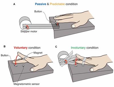 Auditory-Somatosensory Temporal Sensitivity Improves When the Somatosensory Event Is Caused by Voluntary Body Movement